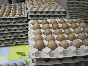 pheasant eggs