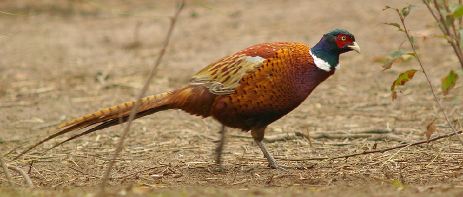 adult pheasant