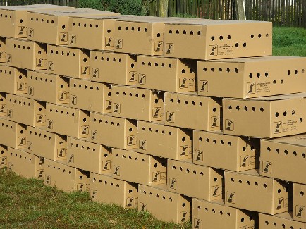 Paper boxes for pheasant transports